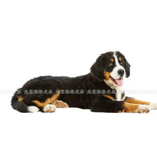 伯恩山犬大型犬幼犬纯种活体狗狗宠物犬家养深圳北京上海好脾气