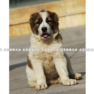 中亚牧羊犬幼犬纯种活体俄罗斯巨型狗狗犬舍猛犬狼犬大型犬猎狼