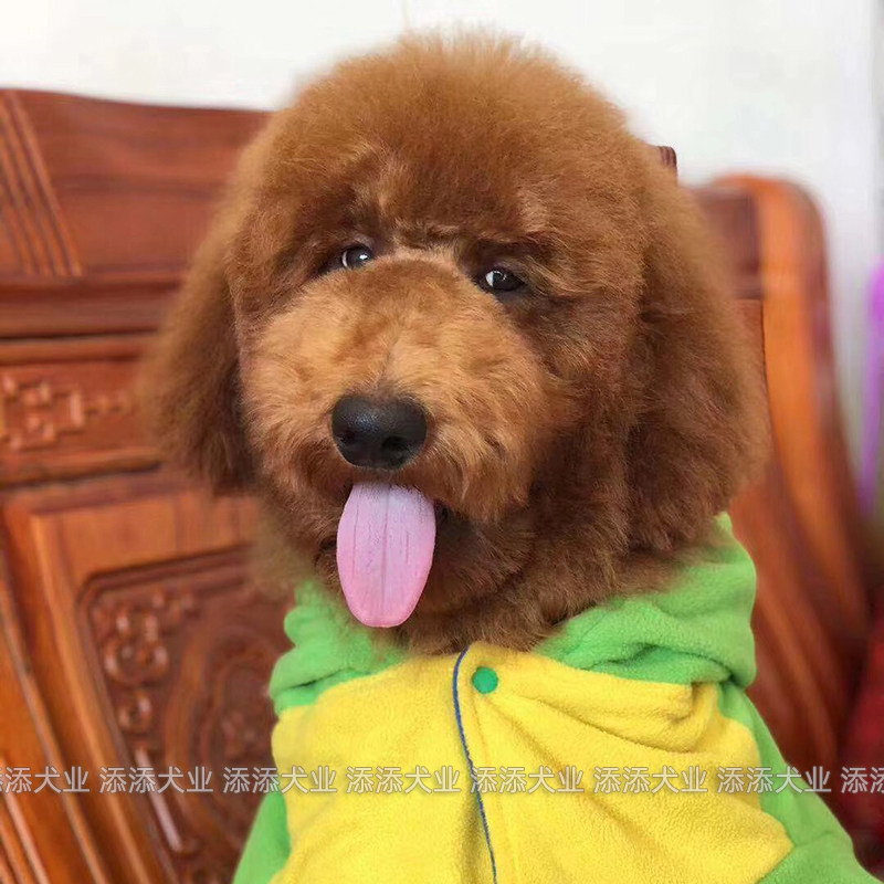 巨型泰迪犬幼犬纯种活体巨贵狗狗深红色酒红西高地马尔济斯霍思燕