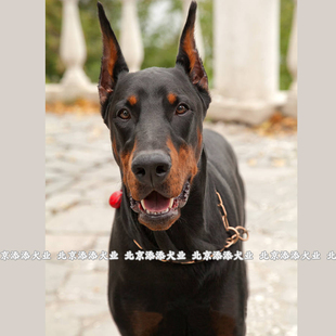 德国杜宾犬幼犬纯种活体狗狗罗威纳黑色棕红犬舍血统猛犬美系德系