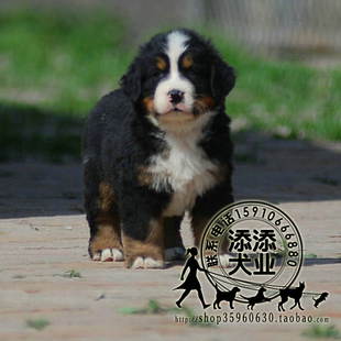 纯黑色纯种名贵瑞士伯恩山幼犬博恩山狗狗家庭犬种伴侣犬公母黑色