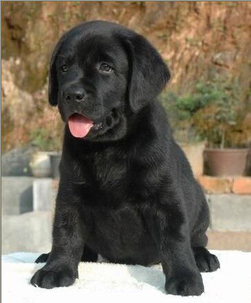 赛级精品大骨量纯黑色拉布拉多幼犬宠物狗狗乖巧听话驱虫疫苗