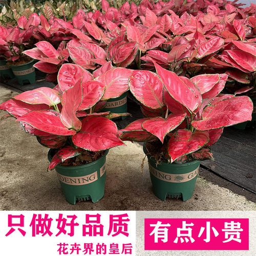 红如意盆栽吉利红万年红中国红如意皇后粗助草喜庆花卉办公桌客厅