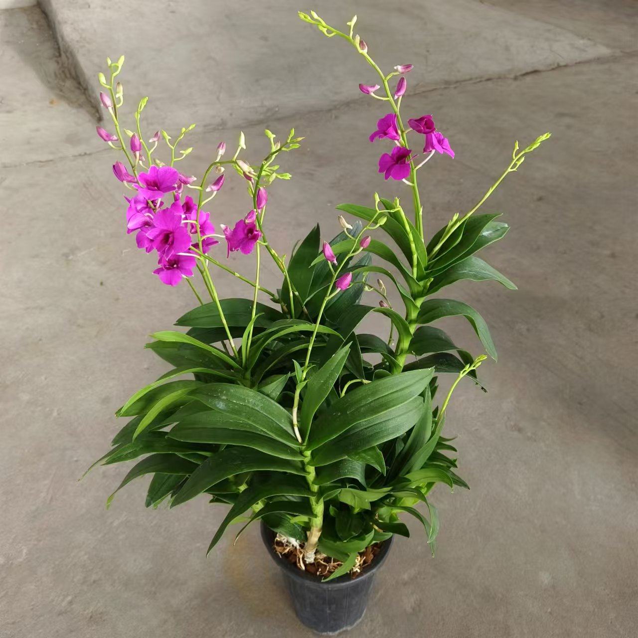 石斛兰盆栽带花剑带花苞开花兰花香水石斛室内阳台开花花卉植物