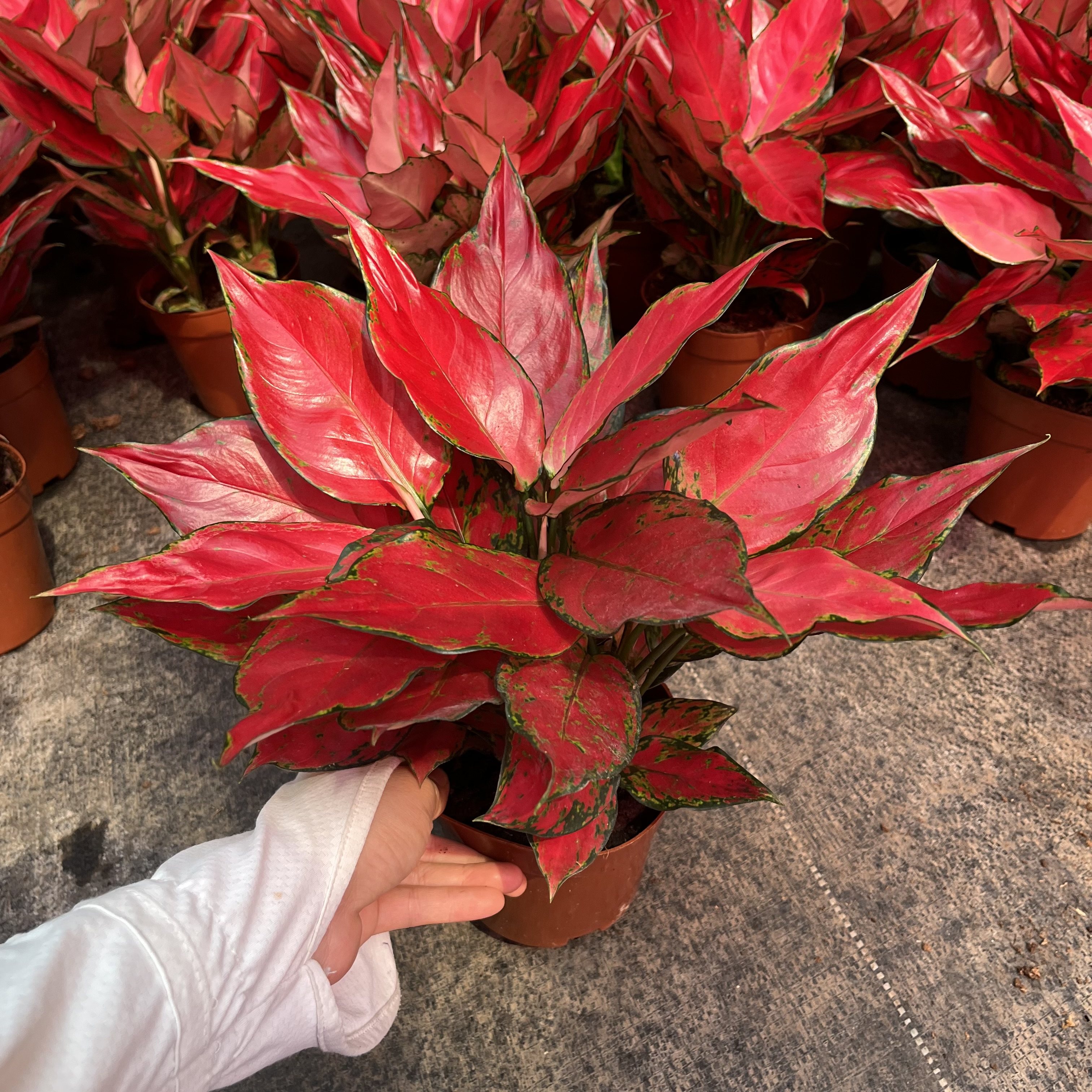 天使如意盆栽如意皇后吉利红室内客厅办公桌耐阴植物绿植净化空