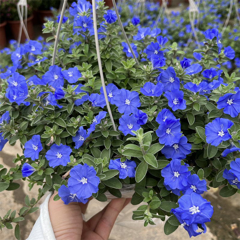 蓝星花盆栽花园庭院花坛蓝色花蓝雪花阳台四季开花耐热好养花卉