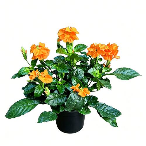 鸟尾花开花植物耐热阳台盆栽四季