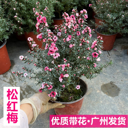 松红梅盆栽带花苞澳洲三色梅雪花梅室内花卉盆栽阳台四季开花植物