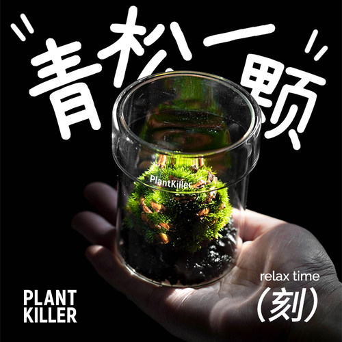 青松一颗轻松一刻创意绿植放轻松