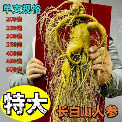 特大新鲜人参吉林长白山人参