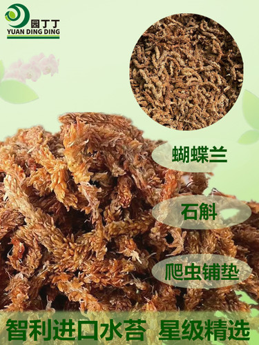 进口智利水苔蝴蝶兰专用土干苔藓