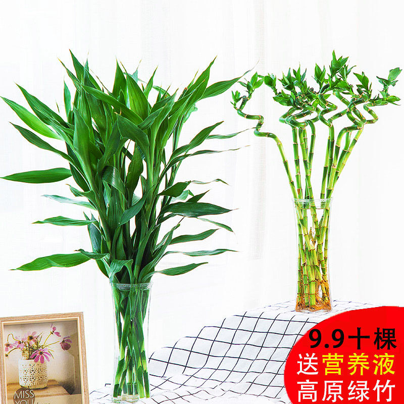 Yunnan Water to keep Dracaena sanderiana Hydroponic plants Bamboo transit Big leaf Water Bamboo a living room Lucky indoor Potted plant flowers and plants Green plantin the Flower delivery/Flowers simulation/Plants gardening , Flowers/Potted plants (New) , Plants  category - from Buy2taobao.com to provide professional Taobao agent buy service