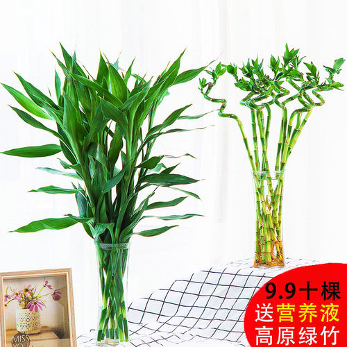 云南大叶客厅招财绿植水养富贵竹