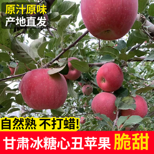 甘肃靖远三滩冰糖心红富士脆甜丑苹果高原山地自然生长成熟不打蜡