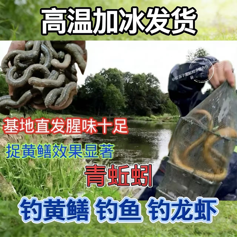 渔具青蚯蚓鲜活黑蚯蚓钓黄鳝蚯蚓臭蚯蚓土蚯蚓钓鱼活饵江苏徐州