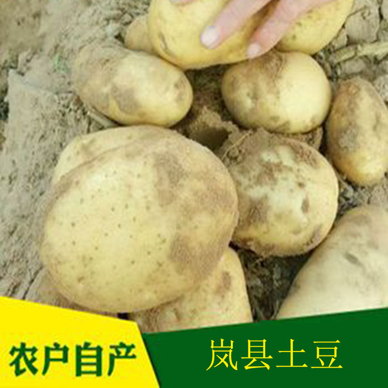 山西岚县黄皮土豆农家新鲜现挖