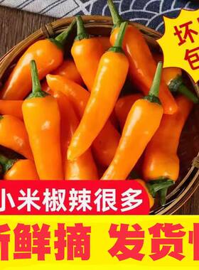 新鲜永安黄椒现摘辣椒超辣特辣福建黄辣椒子弹椒福鼎肉片小吃