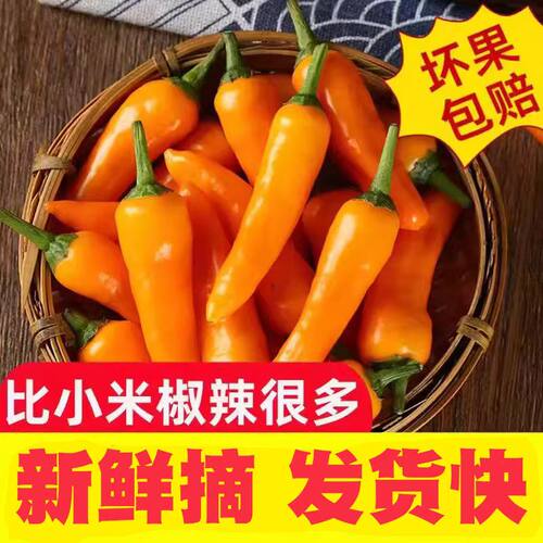新鲜永安黄椒现摘辣椒超辣特辣福建黄辣椒子弹椒福鼎肉片小吃