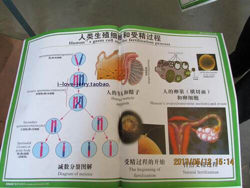 高中生物教学挂图 遗传与进化教学挂图  21幅  送磁扣