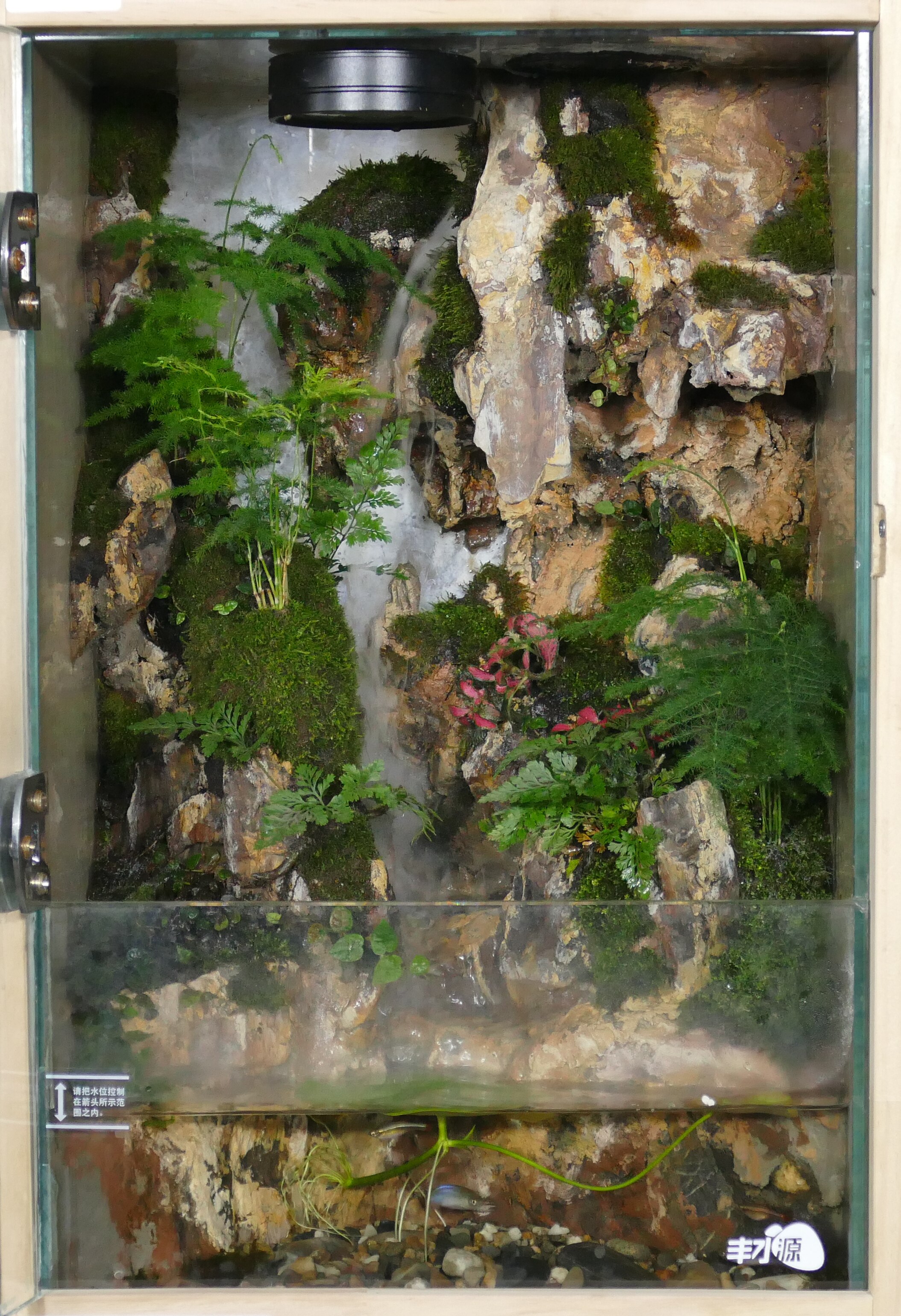 不用换水的宠物树蛙饲养专用缸桌面生态缸景观缸人造微景观