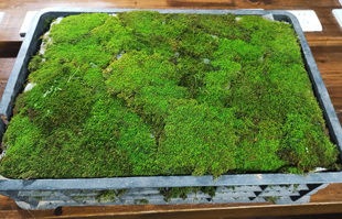 高品质趣味鲜活 短绒苔藓 造景青苔