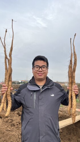 垆土铁棍山药新鲜现挖当季新品