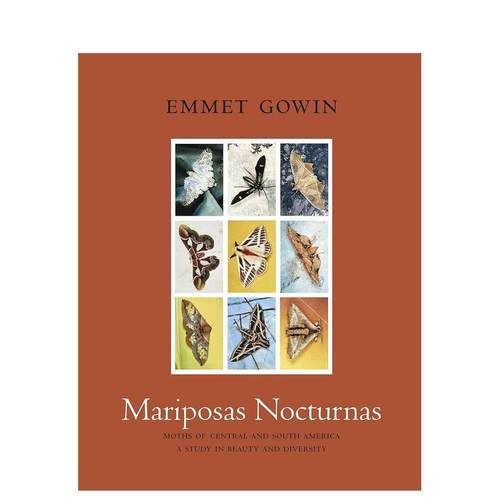 夜蝶：中美洲和南美洲的飞蛾 关