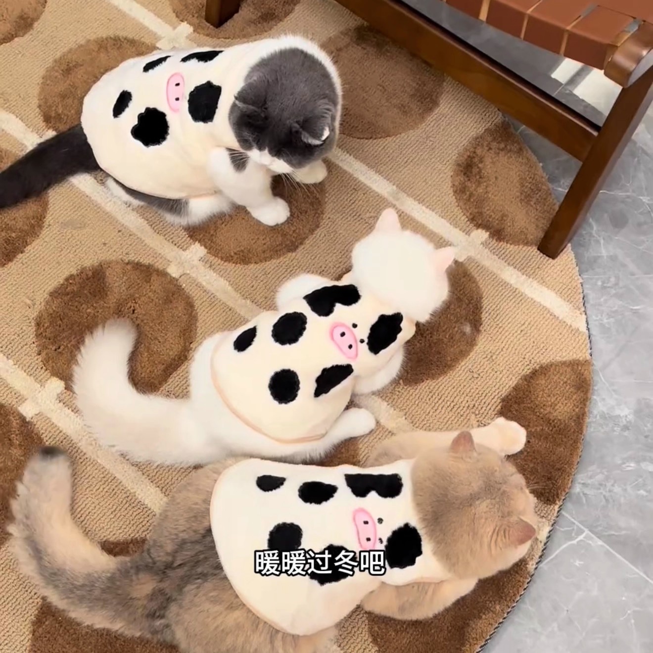 可爱猫咪衣服奶牛款加绒保暖背心马甲布偶小猫金渐层蓝猫宠物棉衣