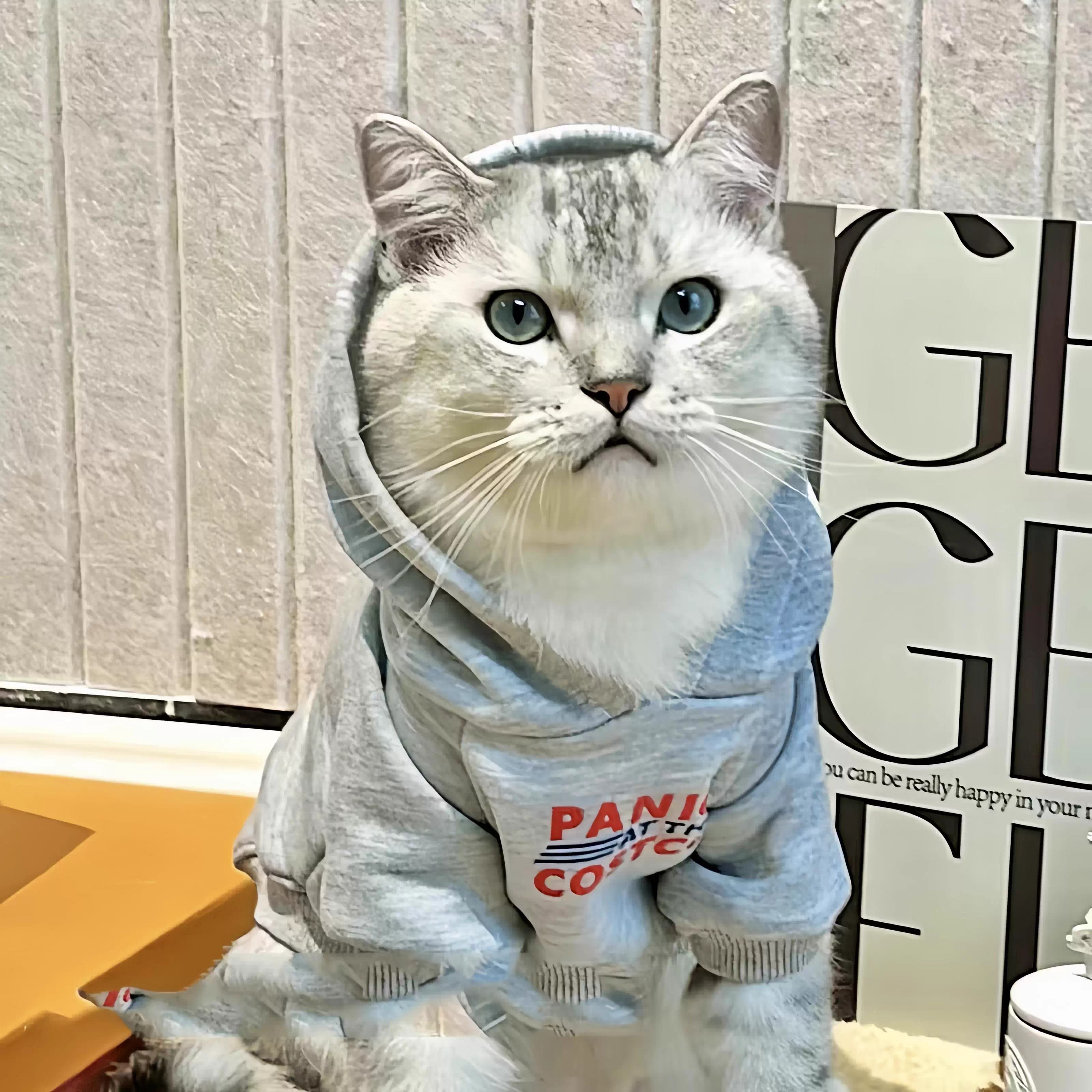 猫衣服秋冬款加绒加厚保暖卫衣银渐层布偶小猫幼猫宠物两脚防掉毛
