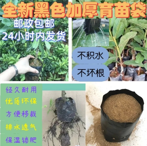 槟榔育苗袋水果育苗袋桉树营养袋黑色加厚种植袋苗圃树苗育苗袋子