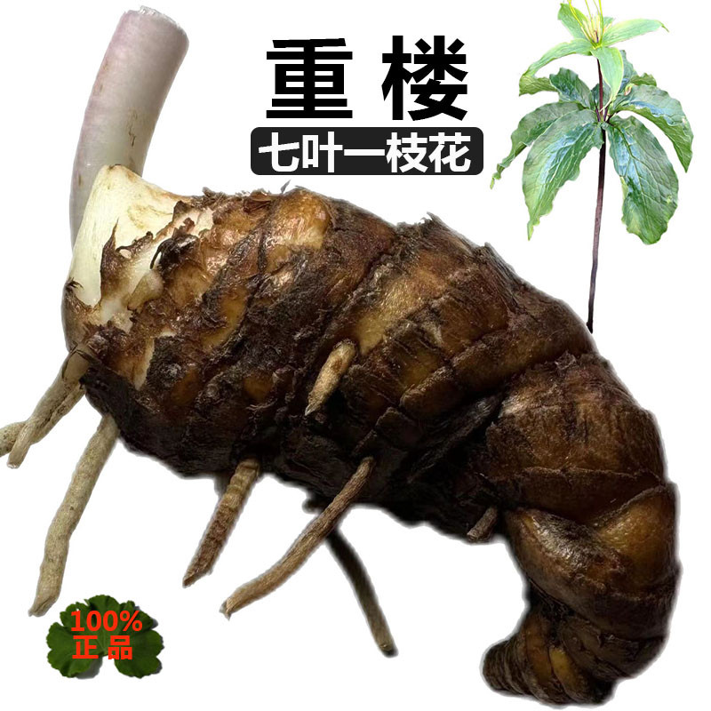 100%正品云南滇重楼现挖生的野生新鲜重楼七叶一枝花深山老独脚莲