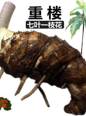 100%正品云南滇重楼现挖生的野生新鲜重楼七叶一枝花深山老独脚莲