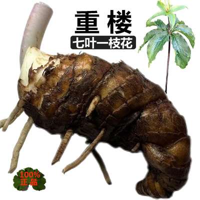 100%正品云南滇重楼现挖生的野生新鲜重楼七叶一枝花深山老独脚莲