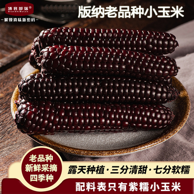 西双版纳紫色拇指玉米老品种保鲜
