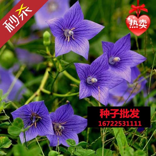 桔梗花盆栽种植价格 桔梗花盆栽种植图片 星期三