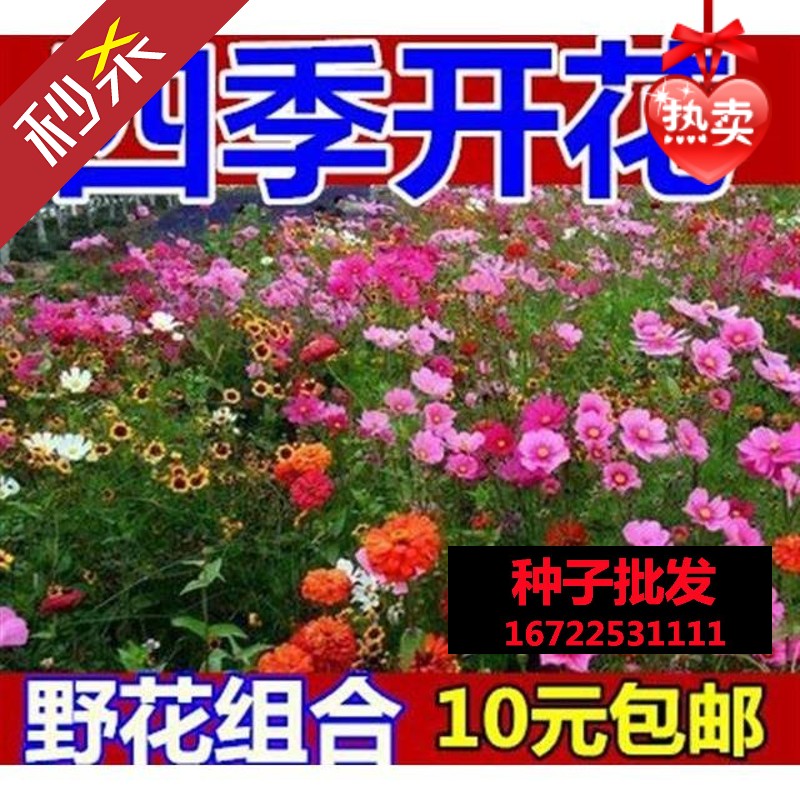 野花种子组合草花种子混色高杆矮杆波斯菊种子格桑花