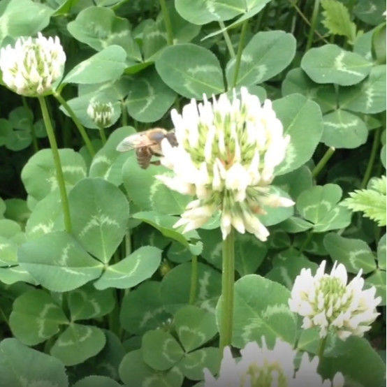 进口红白三叶草籽种子易活绿化四季青草坪多年生牧草果园绿肥植物