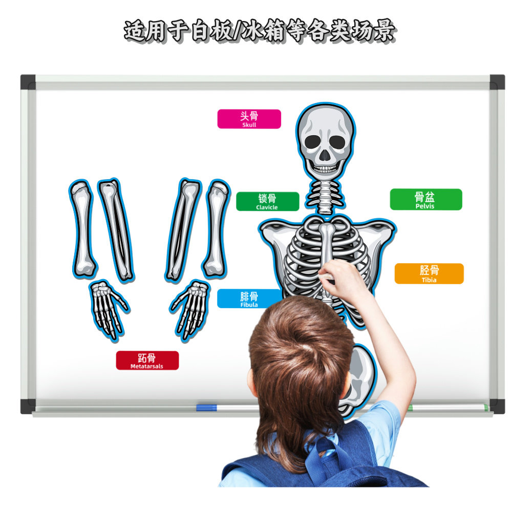 大尺寸人体骨骼磁贴模型中英文