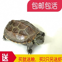 Китайская черепаха Living Pet Turtle видит черепаха Золотая проволочная черепаха черепаха