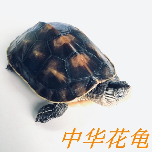 中华花龟小乌龟活物草龟活体宠物