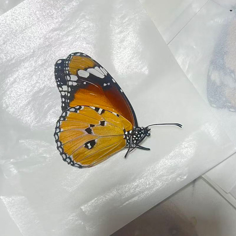 金斑虎斑蝶原蝶相框礼物批发