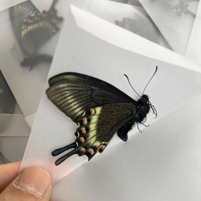 绿带翠凤蝶夏型春型未展翅原蝶