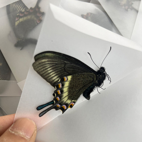 绿带翠凤蝶夏型春型未展翅原蝶