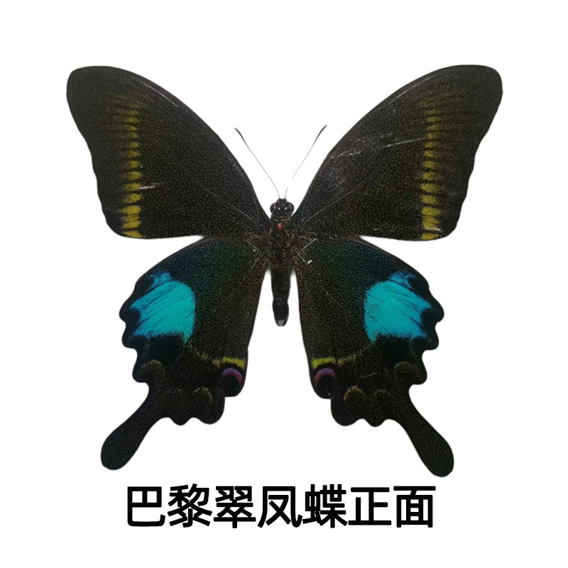 巴黎翠凤蝶原蝶未展翅硫酸纸包装
