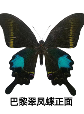 巴黎翠凤蝶原蝶未展翅硫酸纸包装
