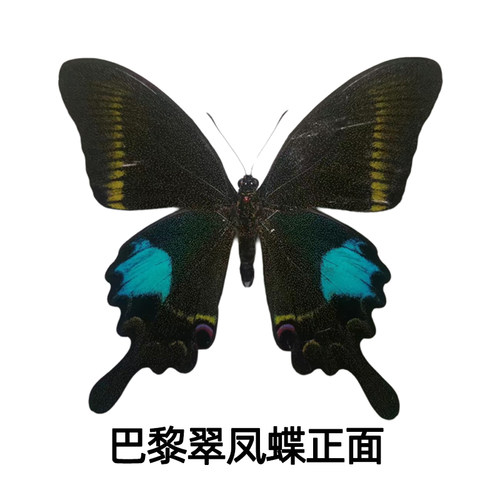 巴黎翠凤蝶原蝶未展翅硫酸纸包装