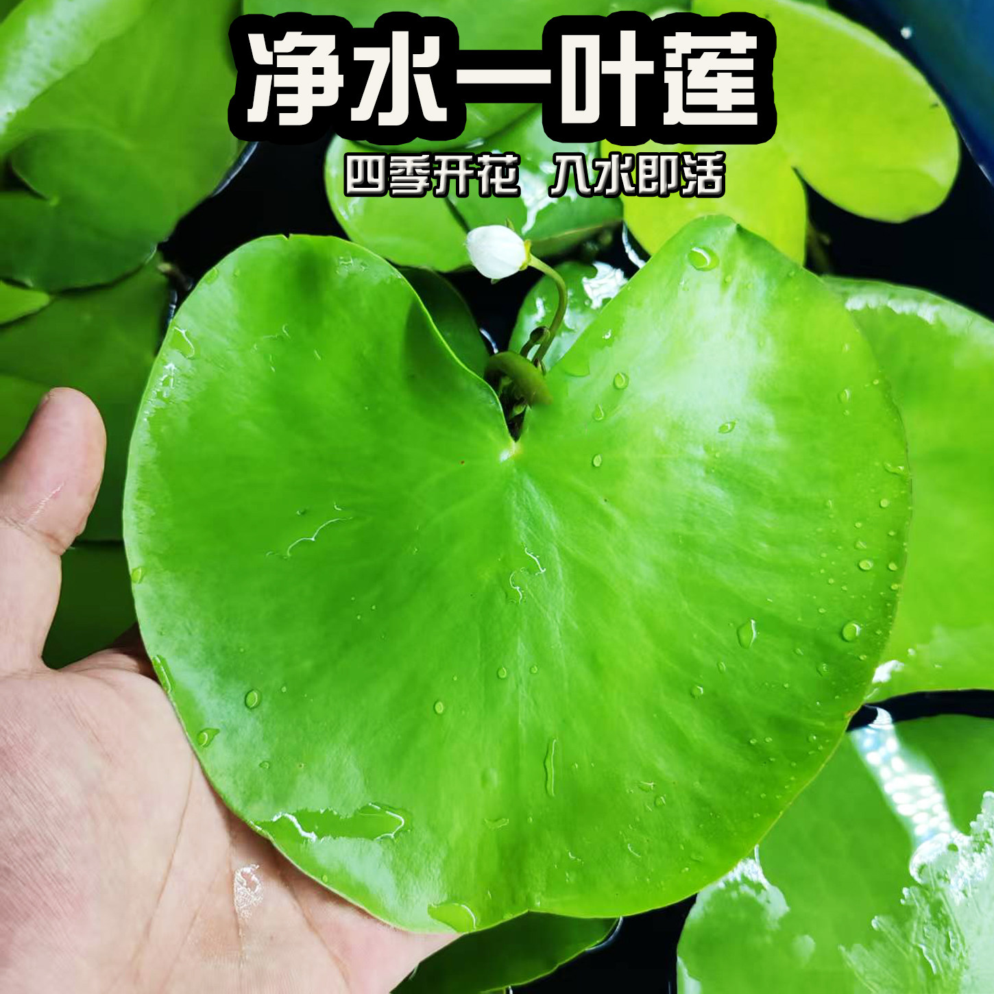 一叶莲浮萍水培植物鱼缸水草造景碗莲睡莲水养生净化水质好养开花