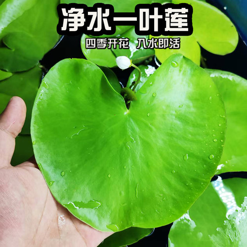 一叶莲浮萍水培植物鱼缸好养