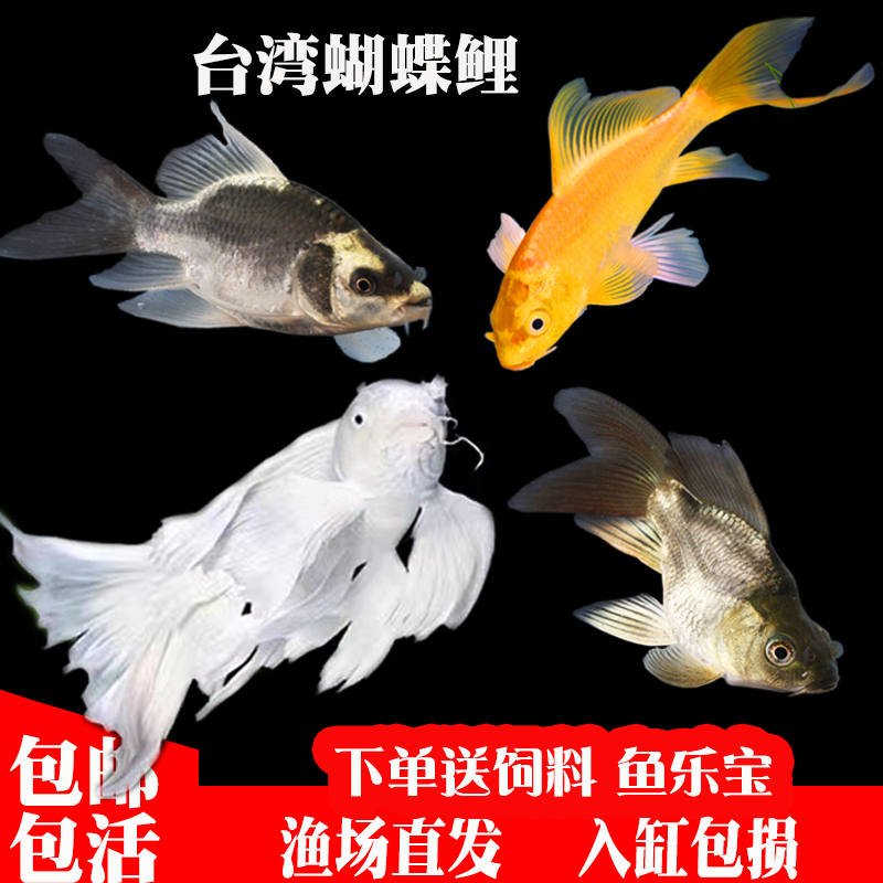 蝴蝶鲤纯种淡水锦鲤鱼苗红草金鱼观赏鱼黄金锦鲤黄金龙凤招财鱼