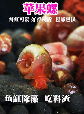 除藻苹果螺繁殖快7元20只